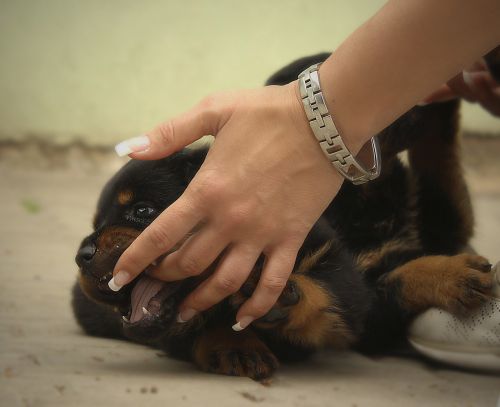 rottweiler puppy dog