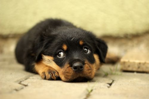 rottweiler puppy dog