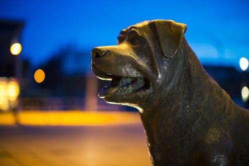 rottweiler dog dog statue