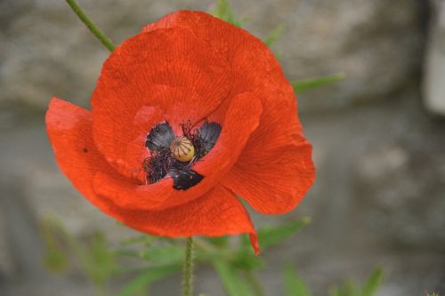 Red Poppy