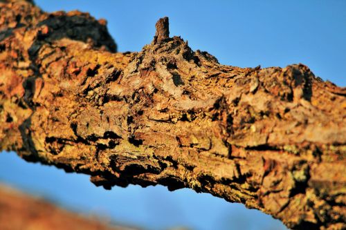 Rough Bark On Branch