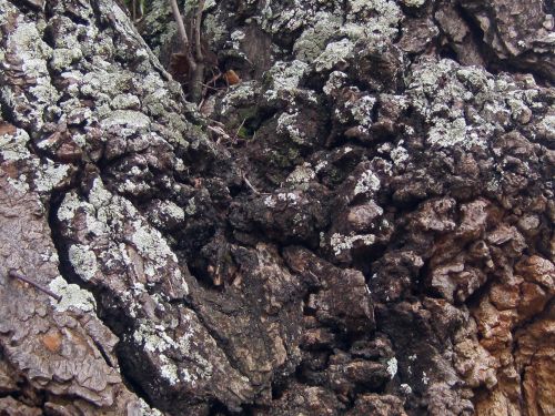 Rough Bark With Lichen