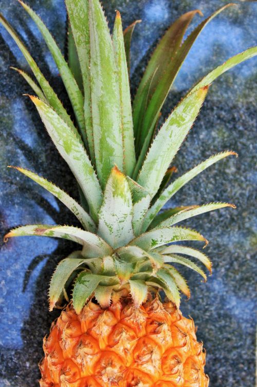 Rough Skin Of Pineapple