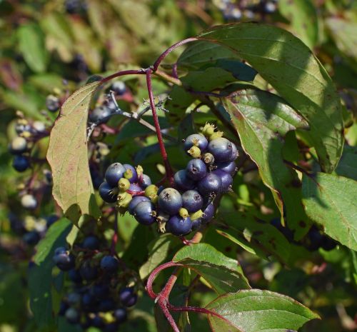 roughleaf dogwood berries berries ripening