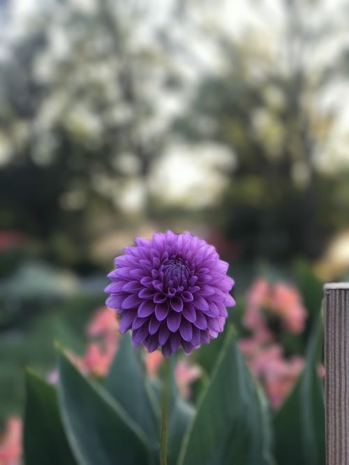 round flower purple