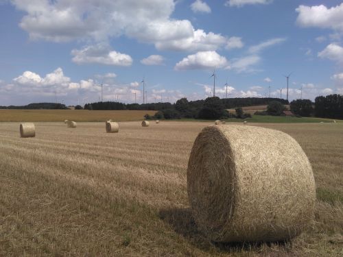 round bales straw field