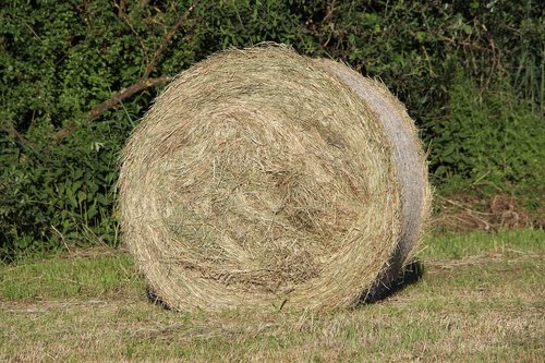 round bales  nature  hay