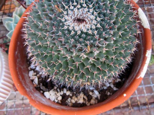 Round Cactus In Pot