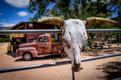 route 66 rusty car a bovine skull