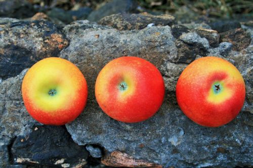 Row Of Apples