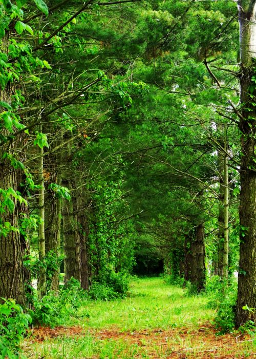 Row Of Trees