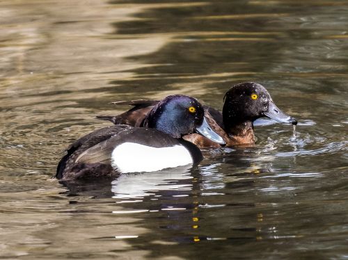 row pension duck water bird