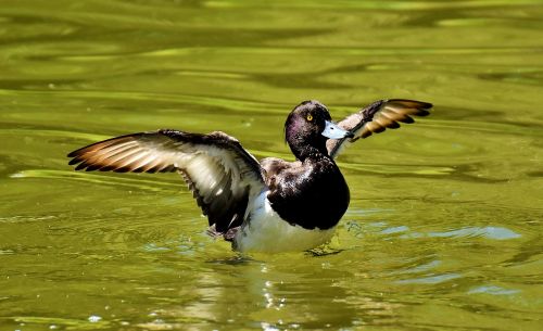 row pension blue beak water bird