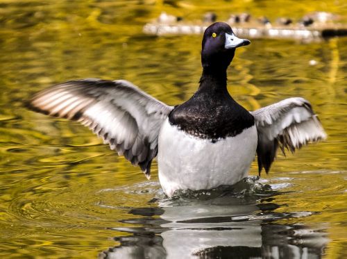 row pension duck water bird