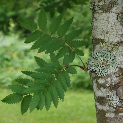 rowan sorbus deciduous tree