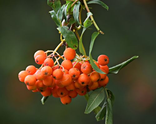 rowan tree nature