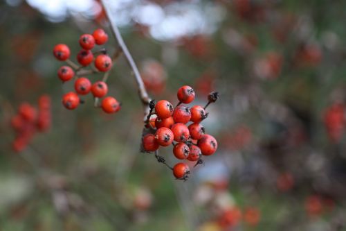 rowan autumn tree