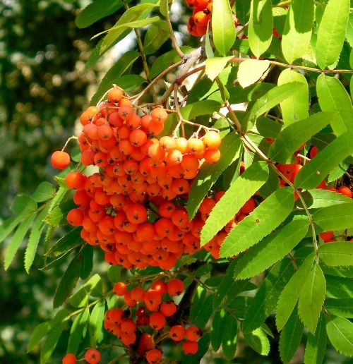 rowan fruits tree