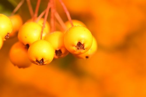 rowan yellow fruits