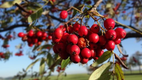 rowan tree red