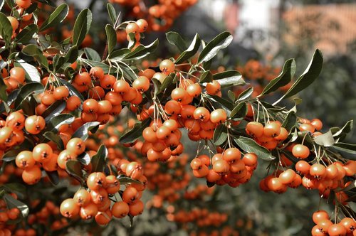 rowan  bush  berries
