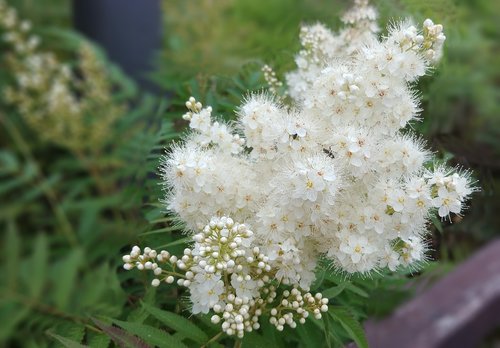 rowan  rowan flower  white flower