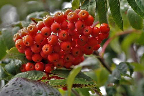 rowan  fruits  red