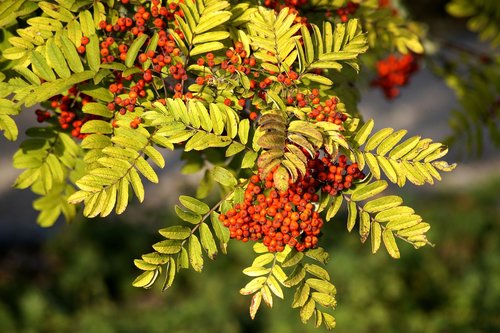 rowan  autumn  bird berries branch
