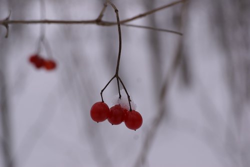 rowan  winter  berry
