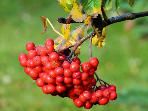 rowan berries organic