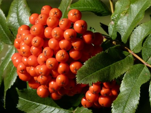 rowan berries rowanberry
