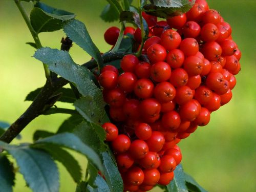 rowan berries cluster
