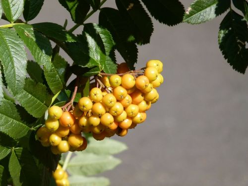rowan berries plant