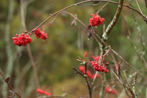 rowan nature tree