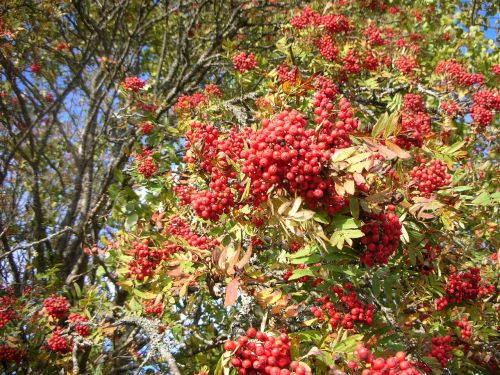 rowan tree red berries