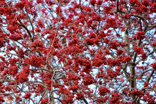 rowan red nature