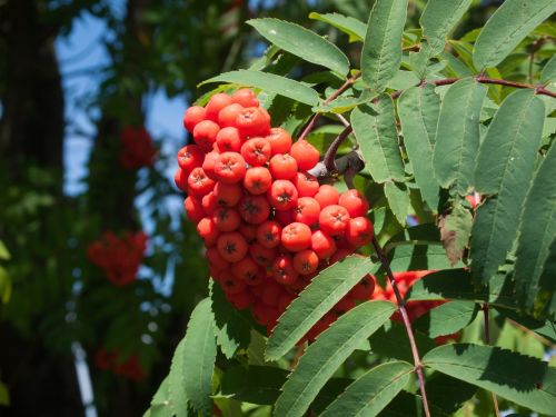 rowan jagoda tree