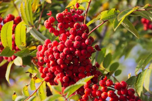 rowan berry tree