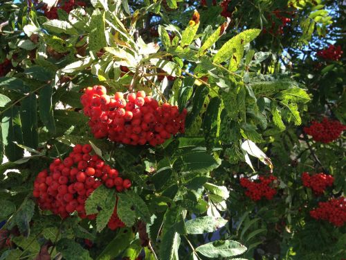 rowan berries berry red