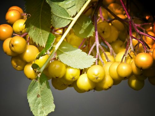 rowan berries close-up nature
