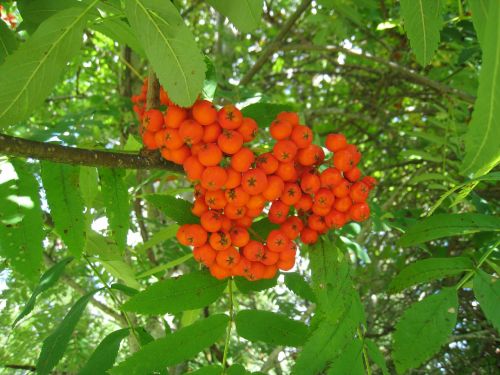 rowan berries garden orange