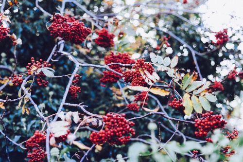 rowan berries berries red