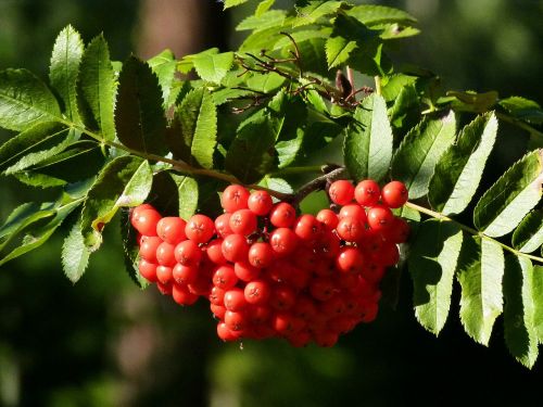 rowan berries rowan berry