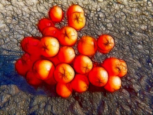 rowan berries artwork red