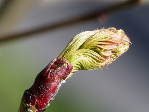 rowan berry bud spring
