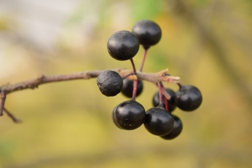 rowanberries black berries nature