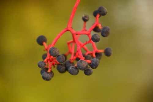 rowanberries black red stalk