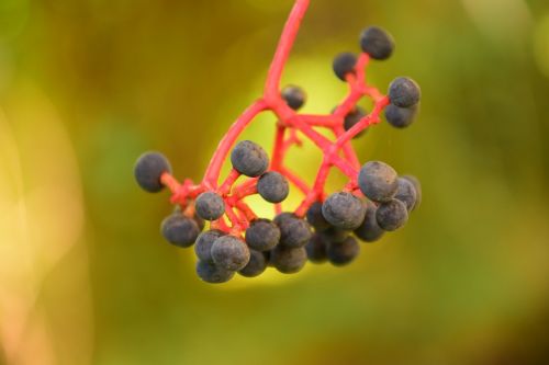 rowanberries black red stalk