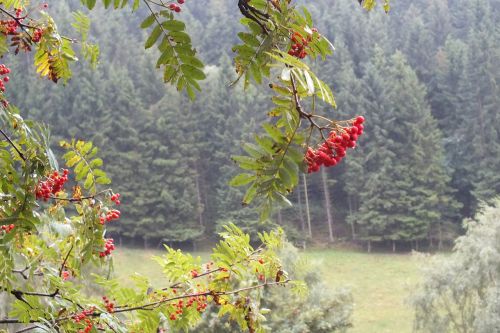 rowanberries autumn weather berries