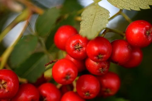 rowanberries red berries